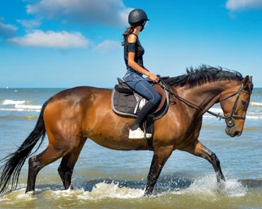 L-utilite-de-la-selle-d-endurance-Selle-d-endurance